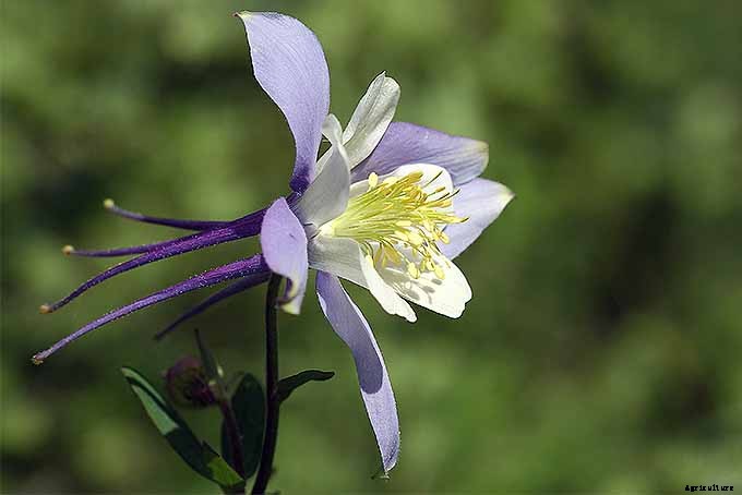 How to Grow and Care for Columbine Flowers