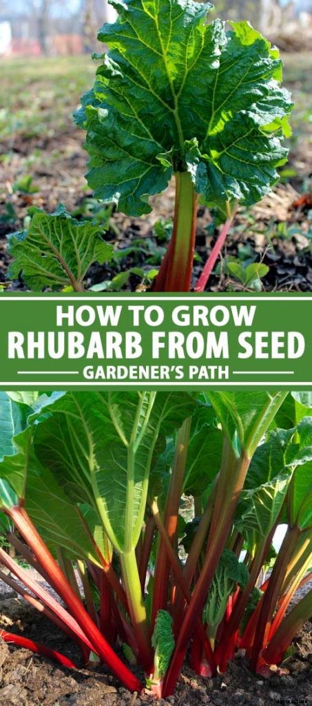 How to Grow Rhubarb from Seed