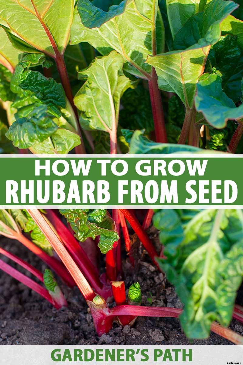 How to Grow Rhubarb from Seed