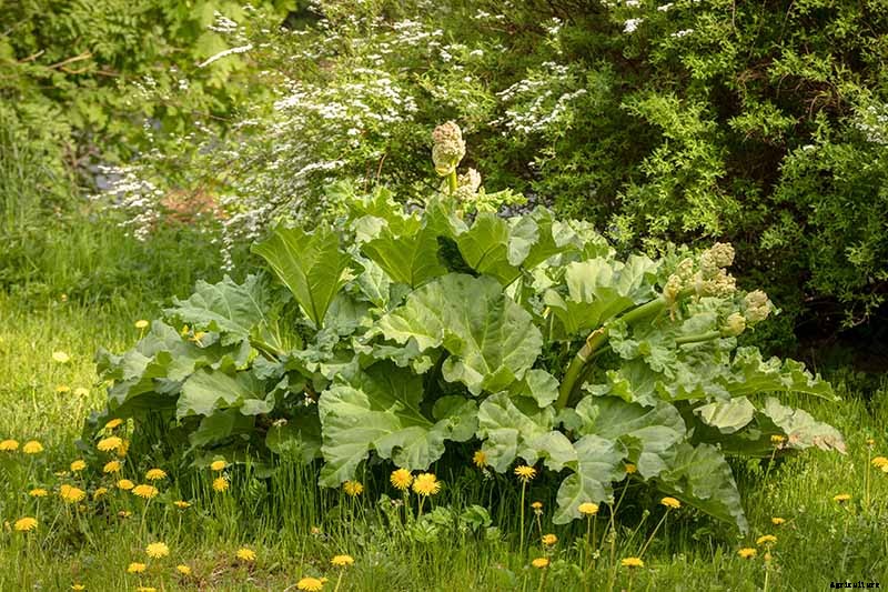 How to Grow Rhubarb from Seed