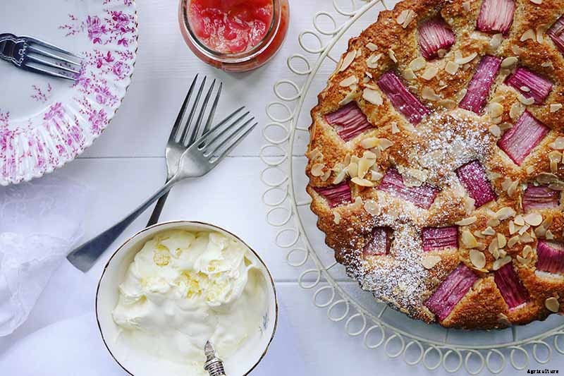 How to Grow Rhubarb from Seed