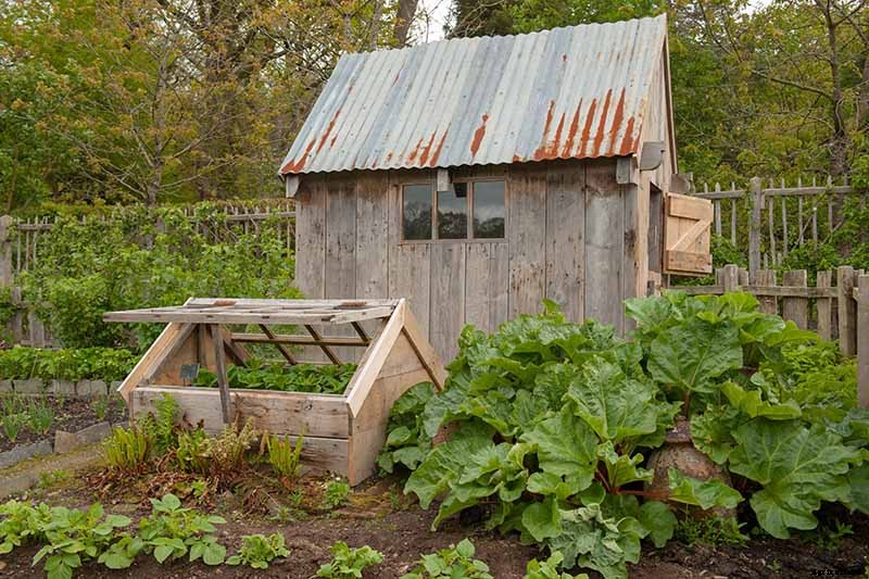 How to Grow Rhubarb from Seed