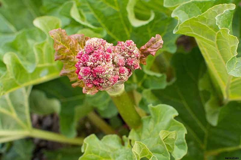 How to Grow Rhubarb from Seed