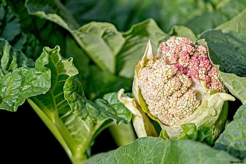 How to Grow Rhubarb from Seed