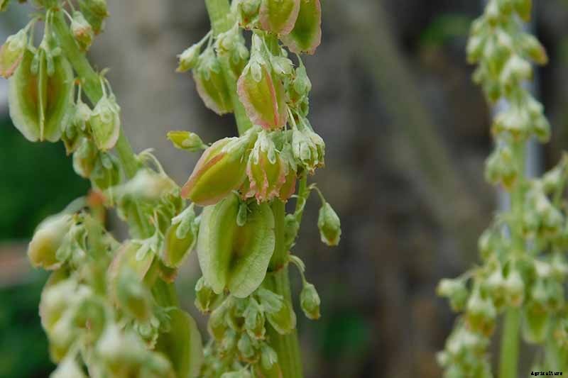 How to Grow Rhubarb from Seed