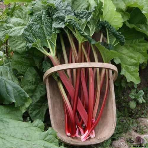 How to Grow Rhubarb from Seed