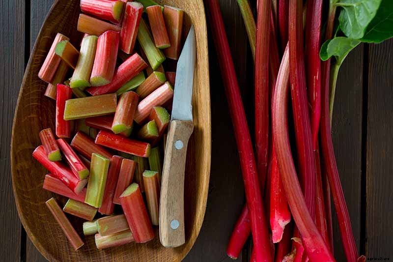 How to Grow Rhubarb from Seed