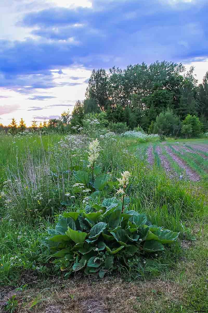 How to Grow Rhubarb from Seed