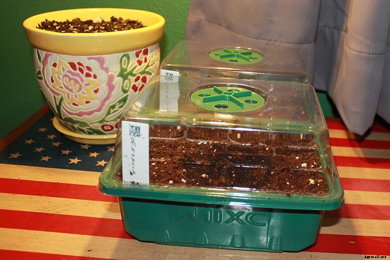 How to Grow Rhubarb from Seed