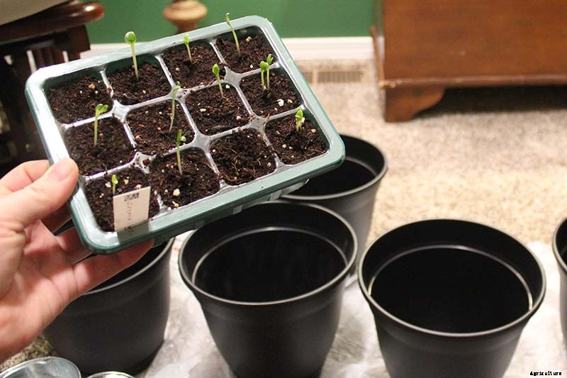 How to Grow Rhubarb from Seed