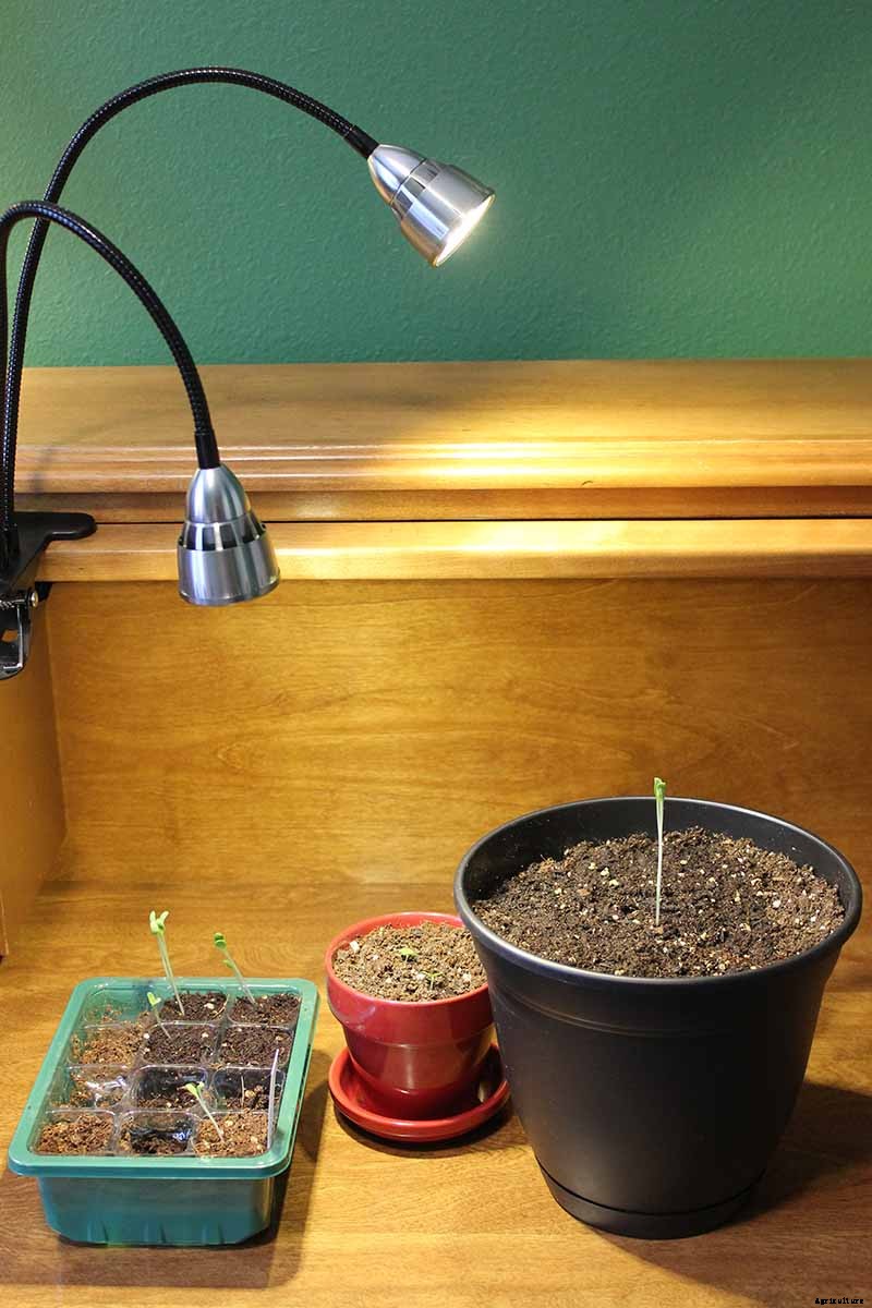 How to Grow Rhubarb from Seed