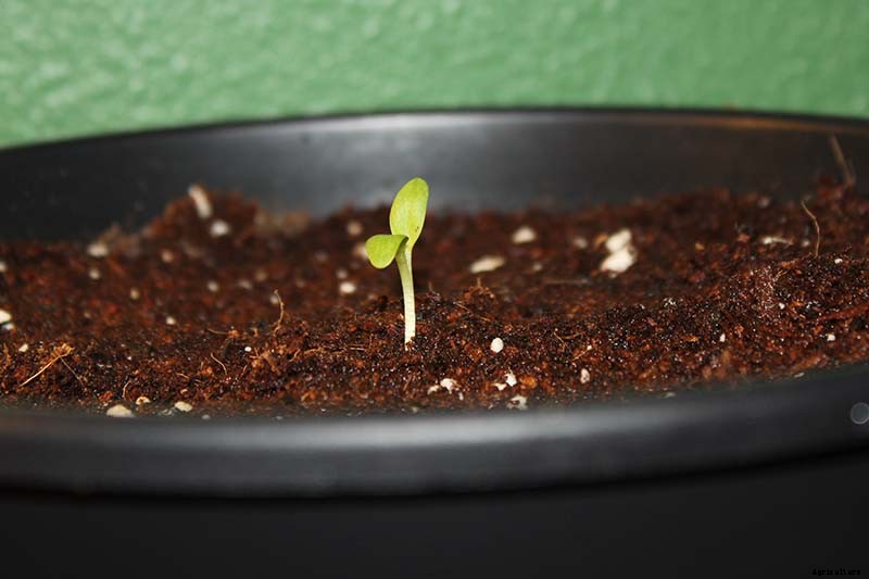 How to Grow Rhubarb from Seed