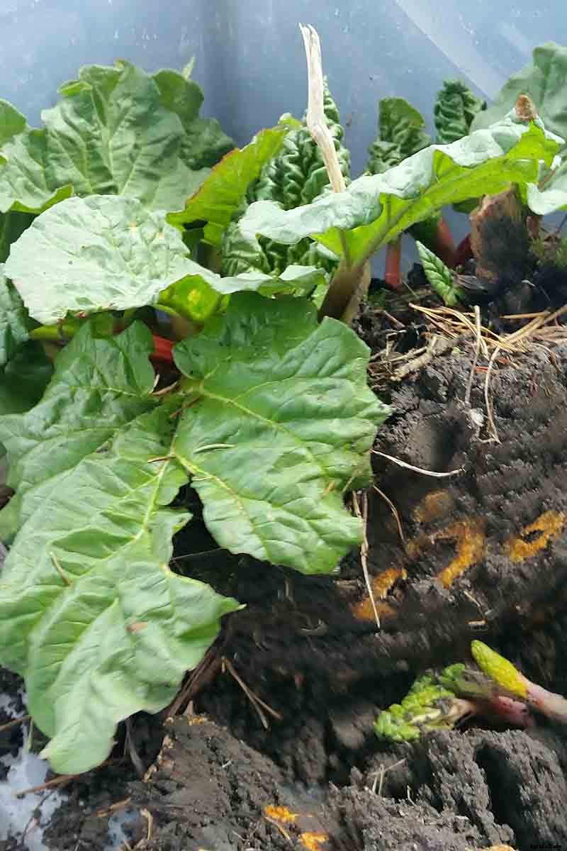 How to Grow Rhubarb from Seed