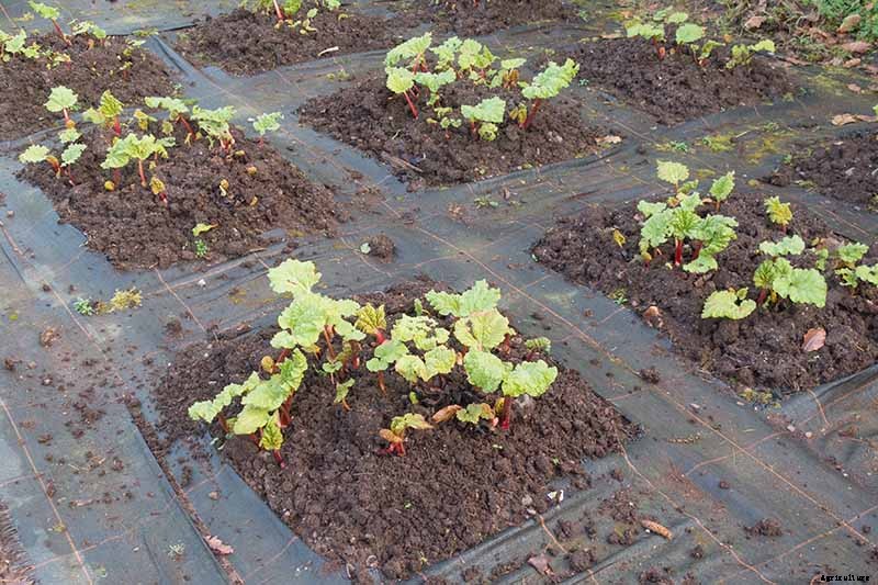 How to Grow Rhubarb from Seed