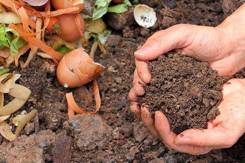 How to Grow Rhubarb from Seed