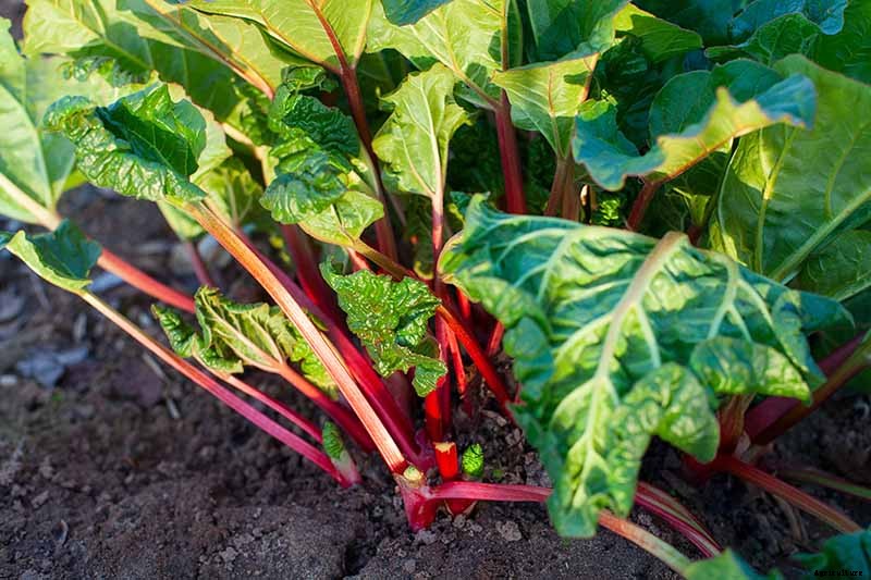 How to Grow Rhubarb from Seed