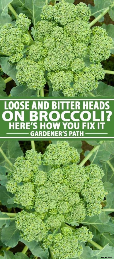 Why Does My Broccoli Have Loose, Bitter Heads?