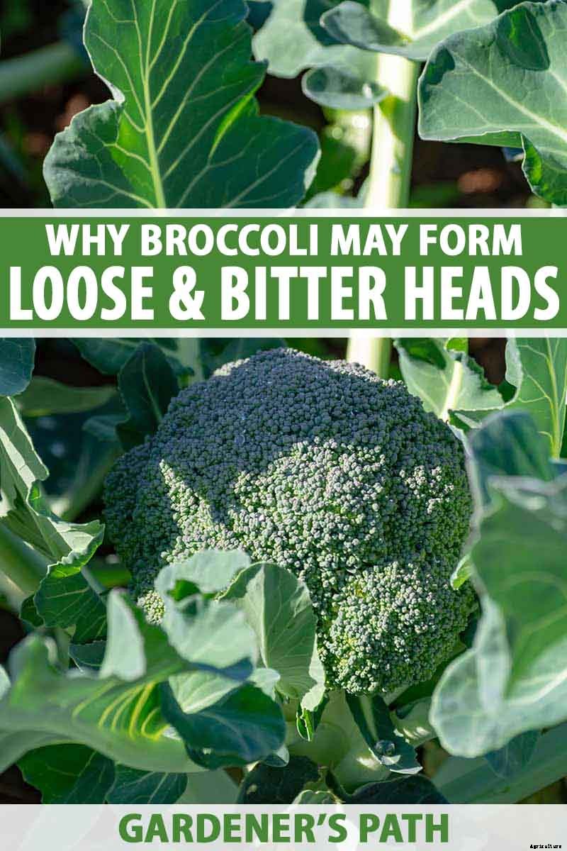 Why Does My Broccoli Have Loose, Bitter Heads?