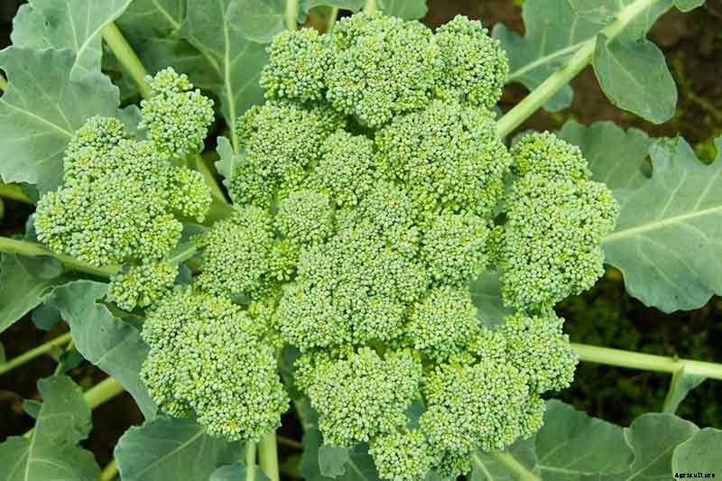 Why Does My Broccoli Have Loose, Bitter Heads?