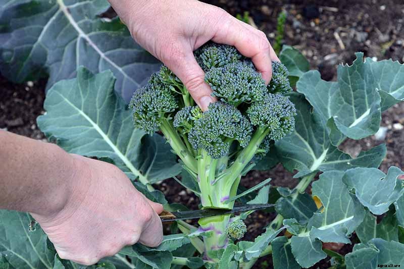 Why Does My Broccoli Have Loose, Bitter Heads?