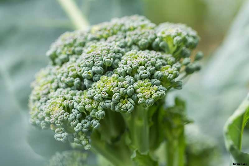 Why Does My Broccoli Have Loose, Bitter Heads?