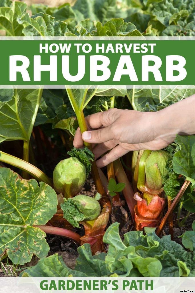 When and How to Harvest Rhubarb