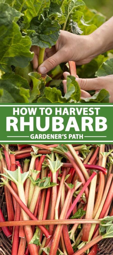 When and How to Harvest Rhubarb
