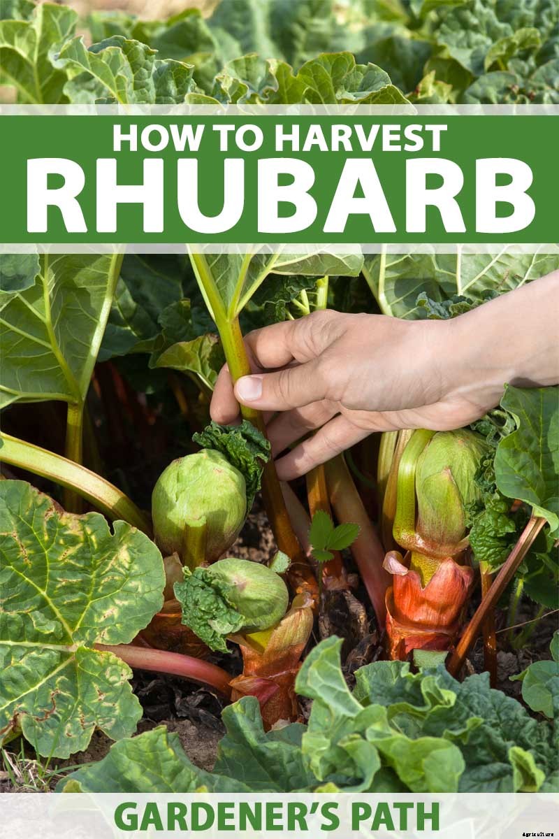 When and How to Harvest Rhubarb