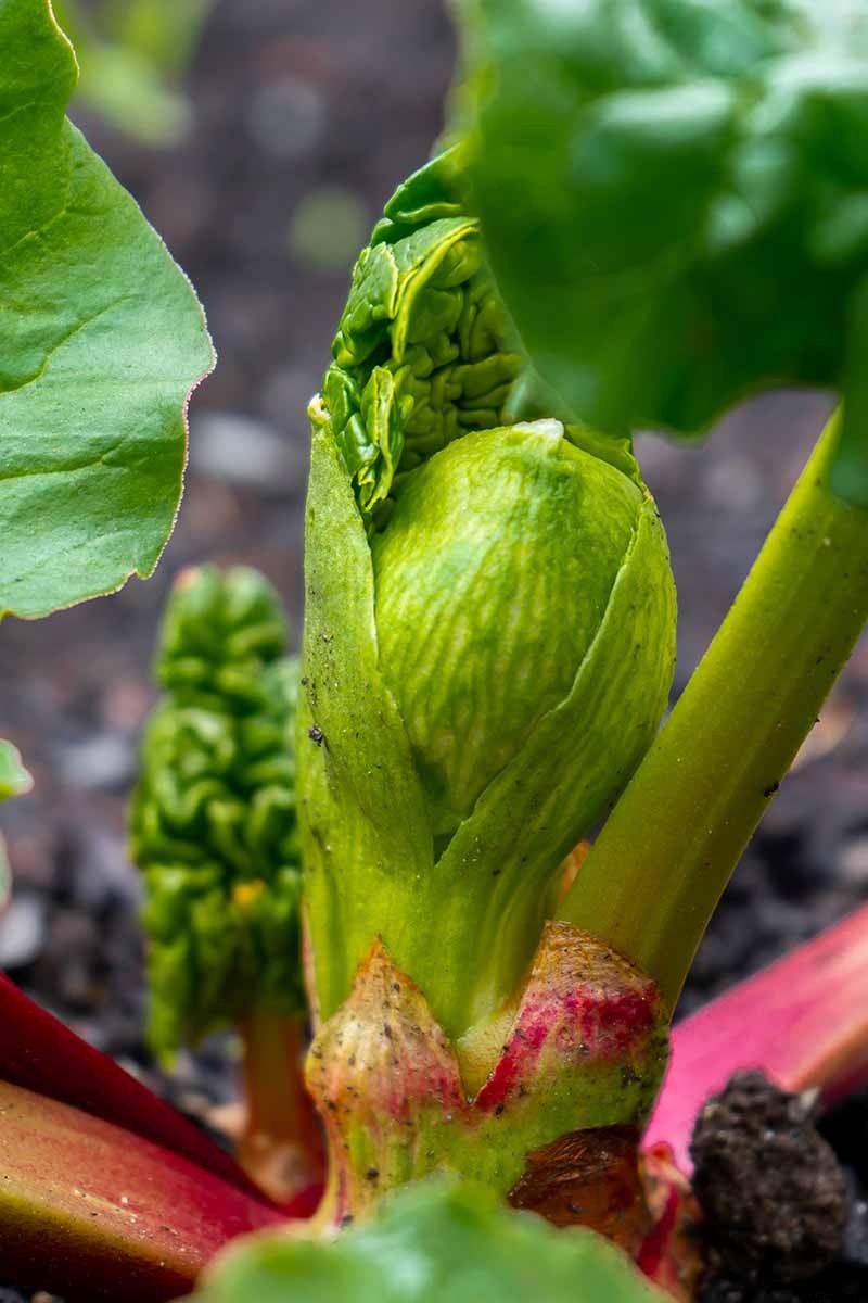 When and How to Harvest Rhubarb