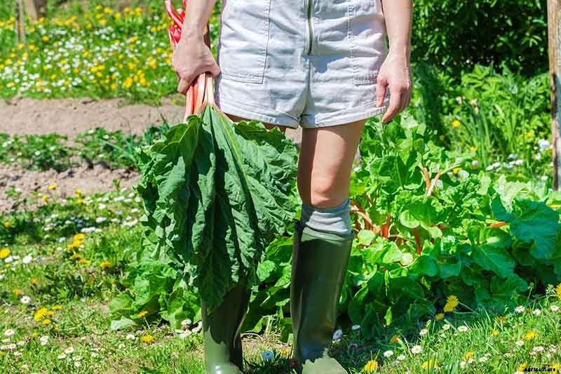 When and How to Harvest Rhubarb