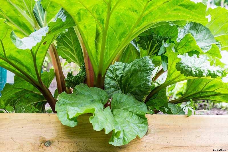 When and How to Harvest Rhubarb