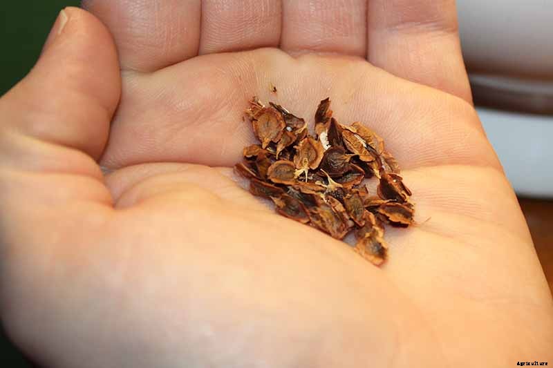 When and How to Harvest Rhubarb