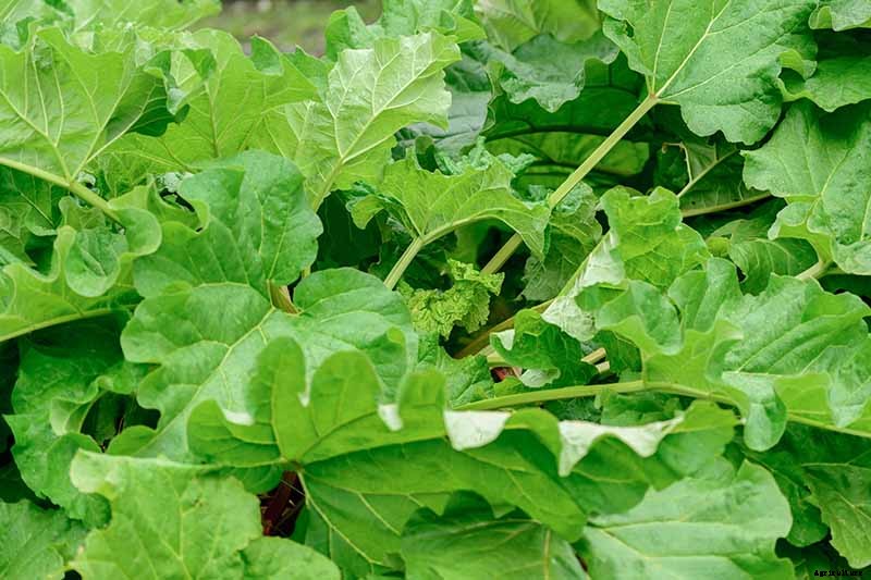 When and How to Harvest Rhubarb