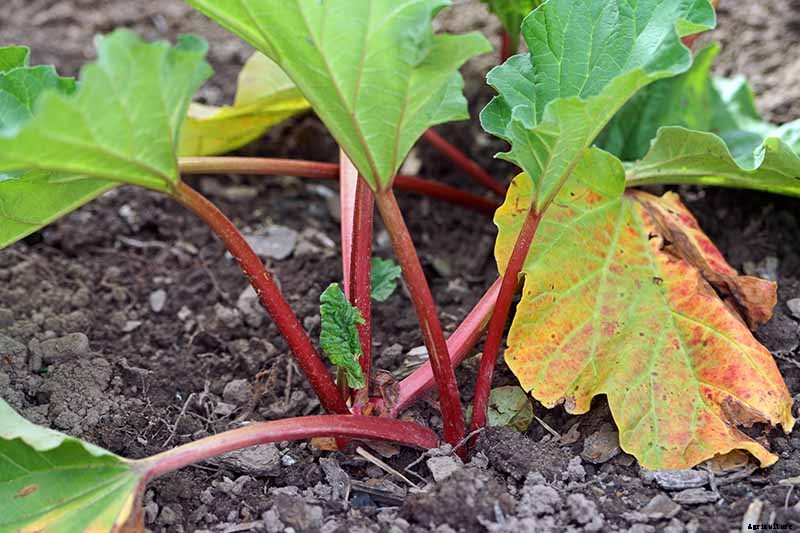 When and How to Harvest Rhubarb