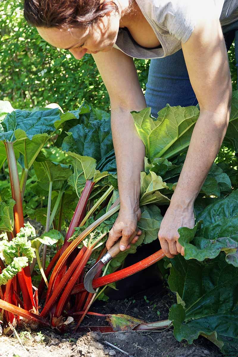 When and How to Harvest Rhubarb