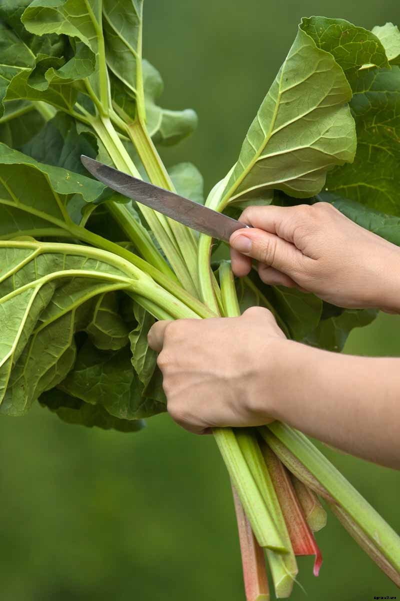 When and How to Harvest Rhubarb