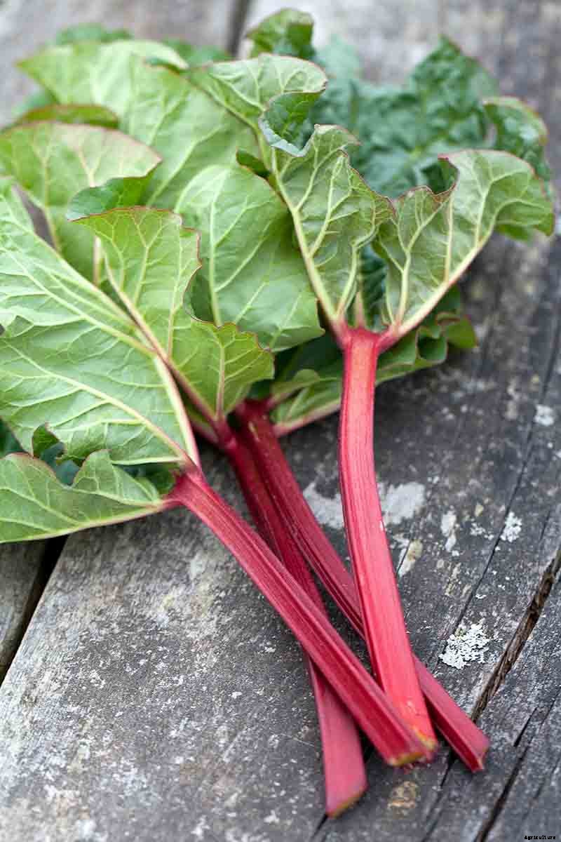When and How to Harvest Rhubarb