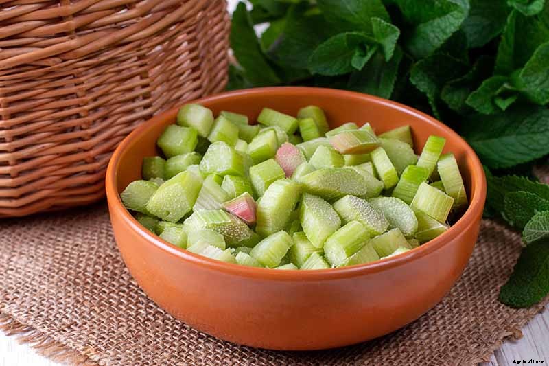 When and How to Harvest Rhubarb