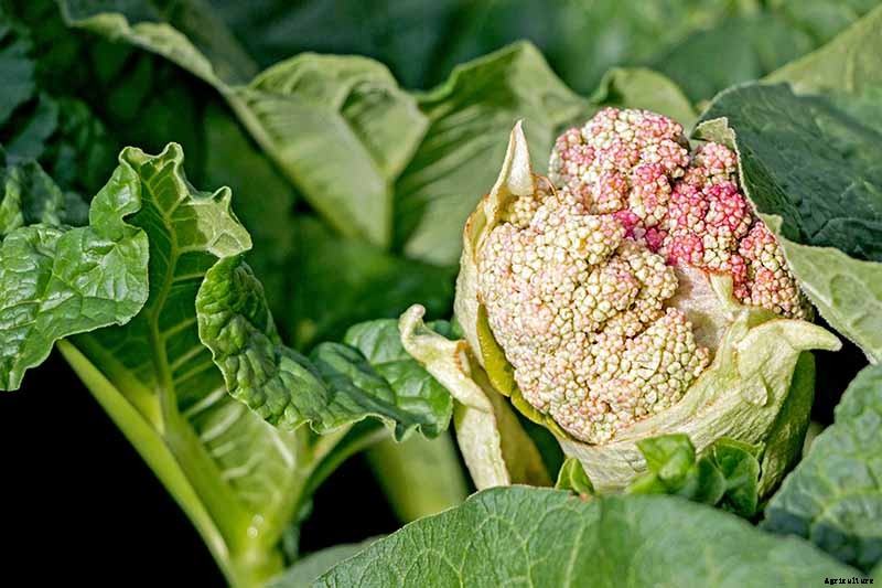 When and How to Harvest Rhubarb