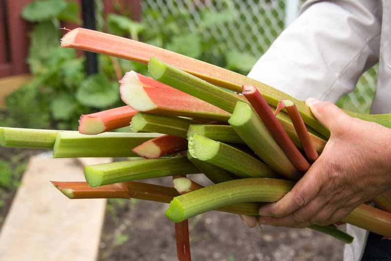 When and How to Harvest Rhubarb