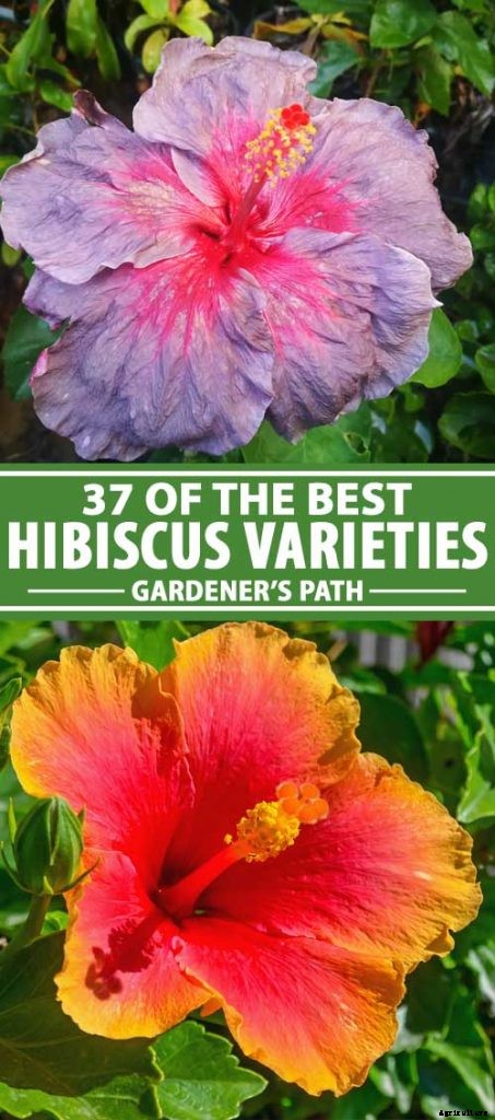 37 of the Best Hibiscus Varieties