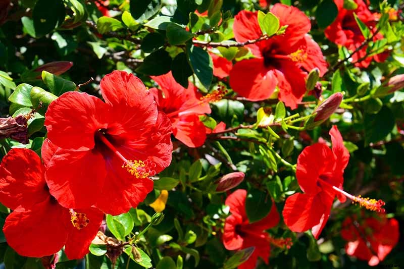 37 of the Best Hibiscus Varieties