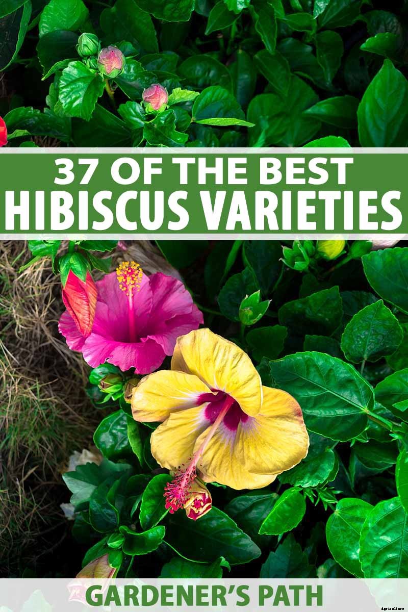 37 of the Best Hibiscus Varieties