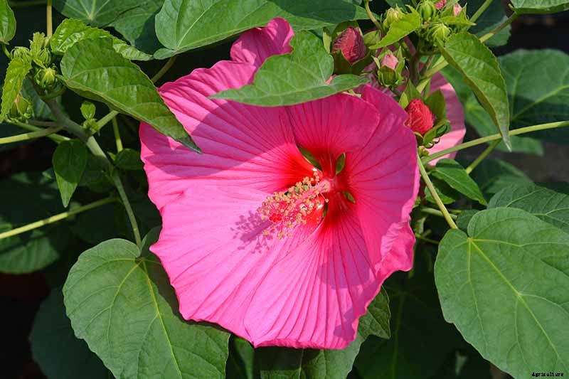 37 of the Best Hibiscus Varieties