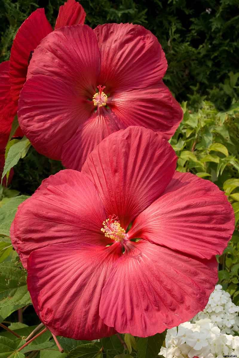 37 of the Best Hibiscus Varieties