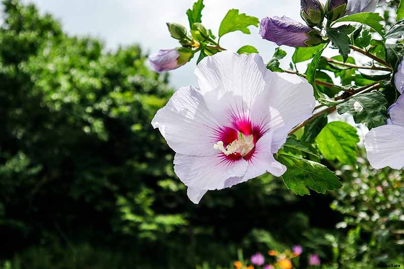 37 of the Best Hibiscus Varieties