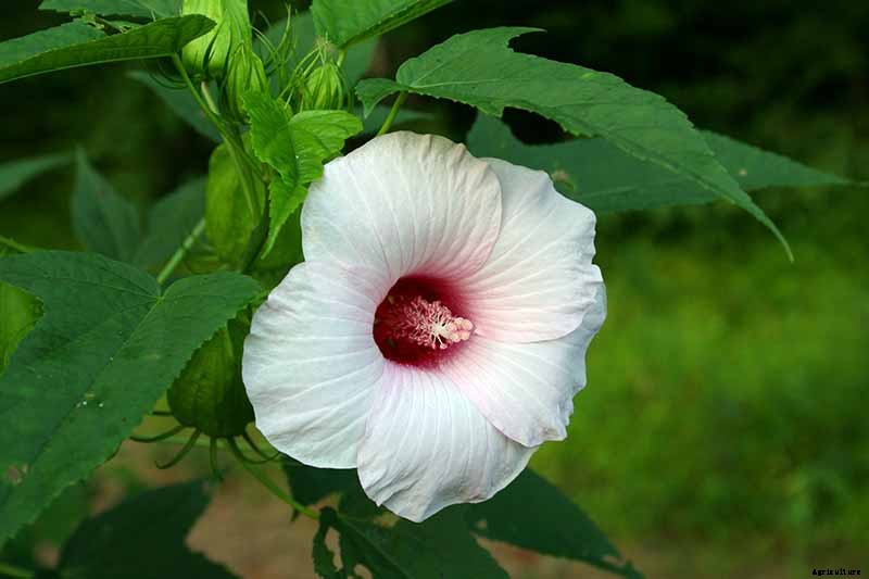 37 of the Best Hibiscus Varieties