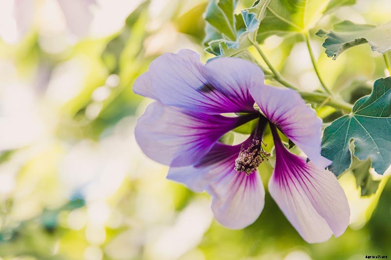 37 of the Best Hibiscus Varieties