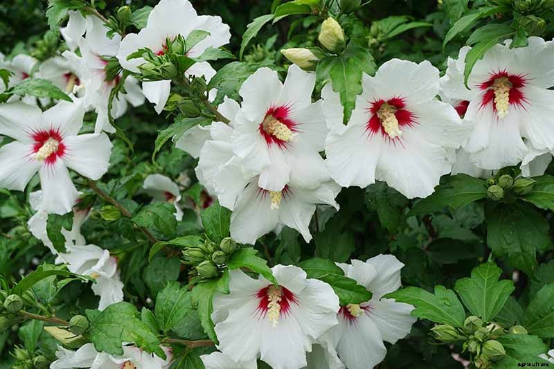 37 of the Best Hibiscus Varieties