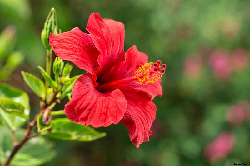 37 of the Best Hibiscus Varieties